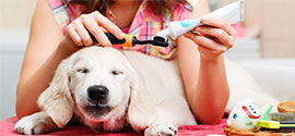 Dog and toothpaste.