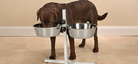 Dog eating from elevated dog bowls.