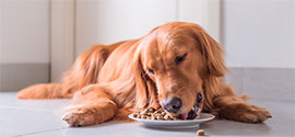 Dog eats Freeze-Dried food.