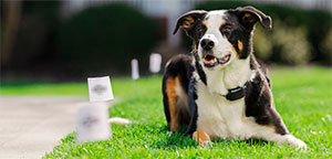 Wireless Dog Fences.