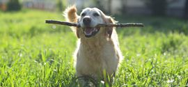 A dog with a stick in its teeth.