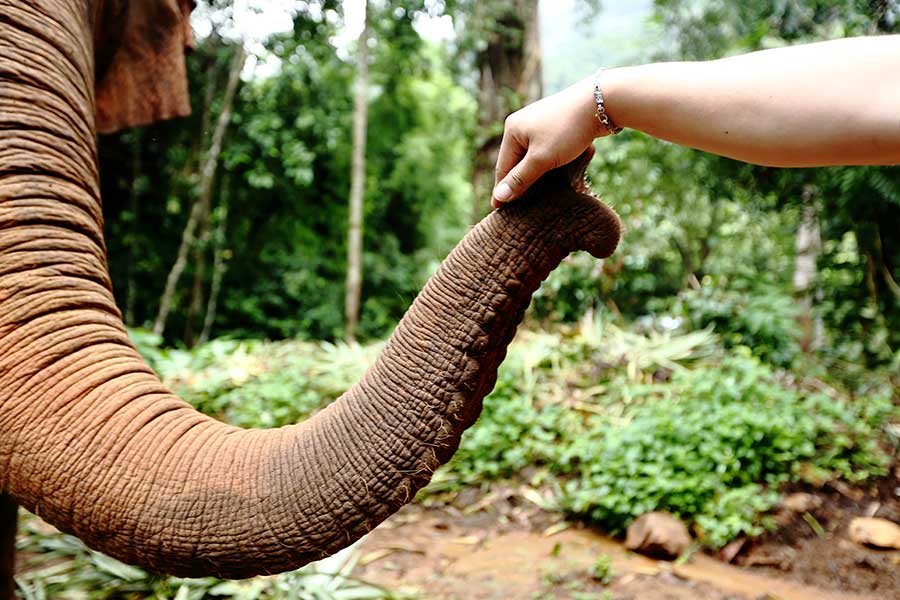 Phuket elephant sanctuary