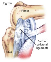 Ligaments