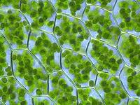 Chloroplast