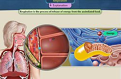 Anaerobic respiration