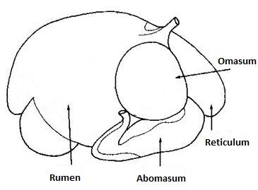 fig1