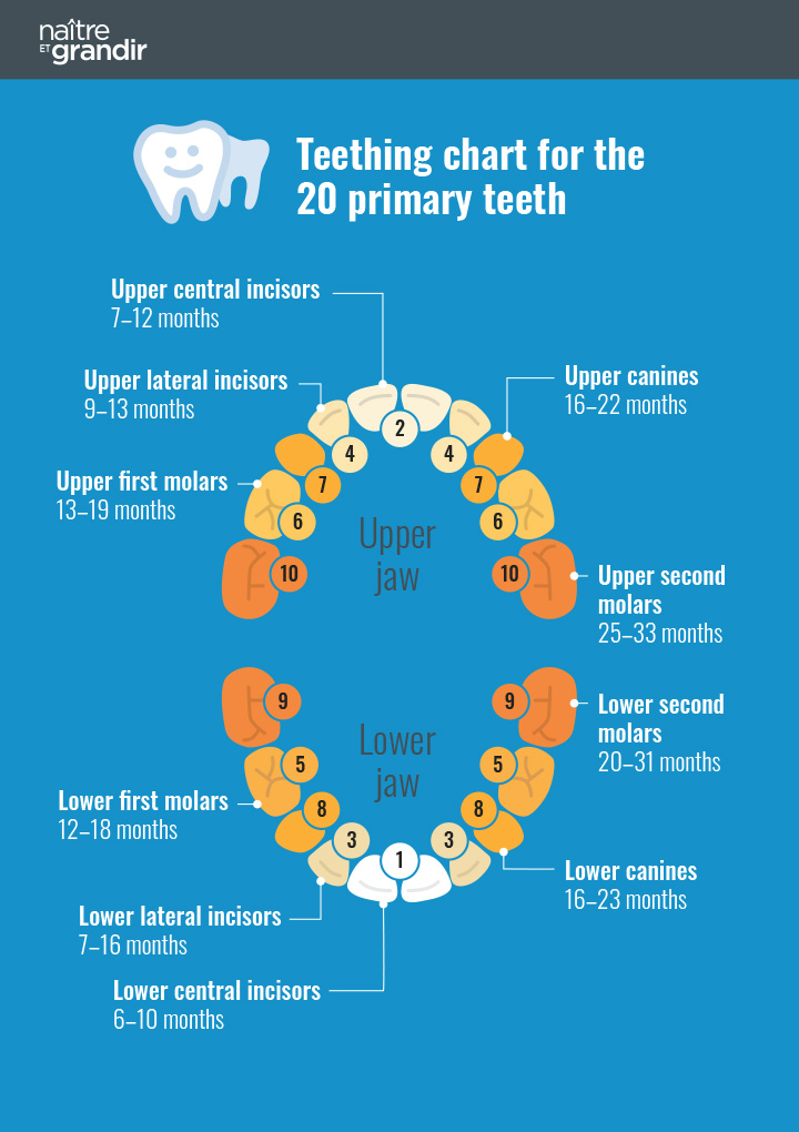 The teething process