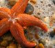 35 Beautifully Captured Starfish Pictures