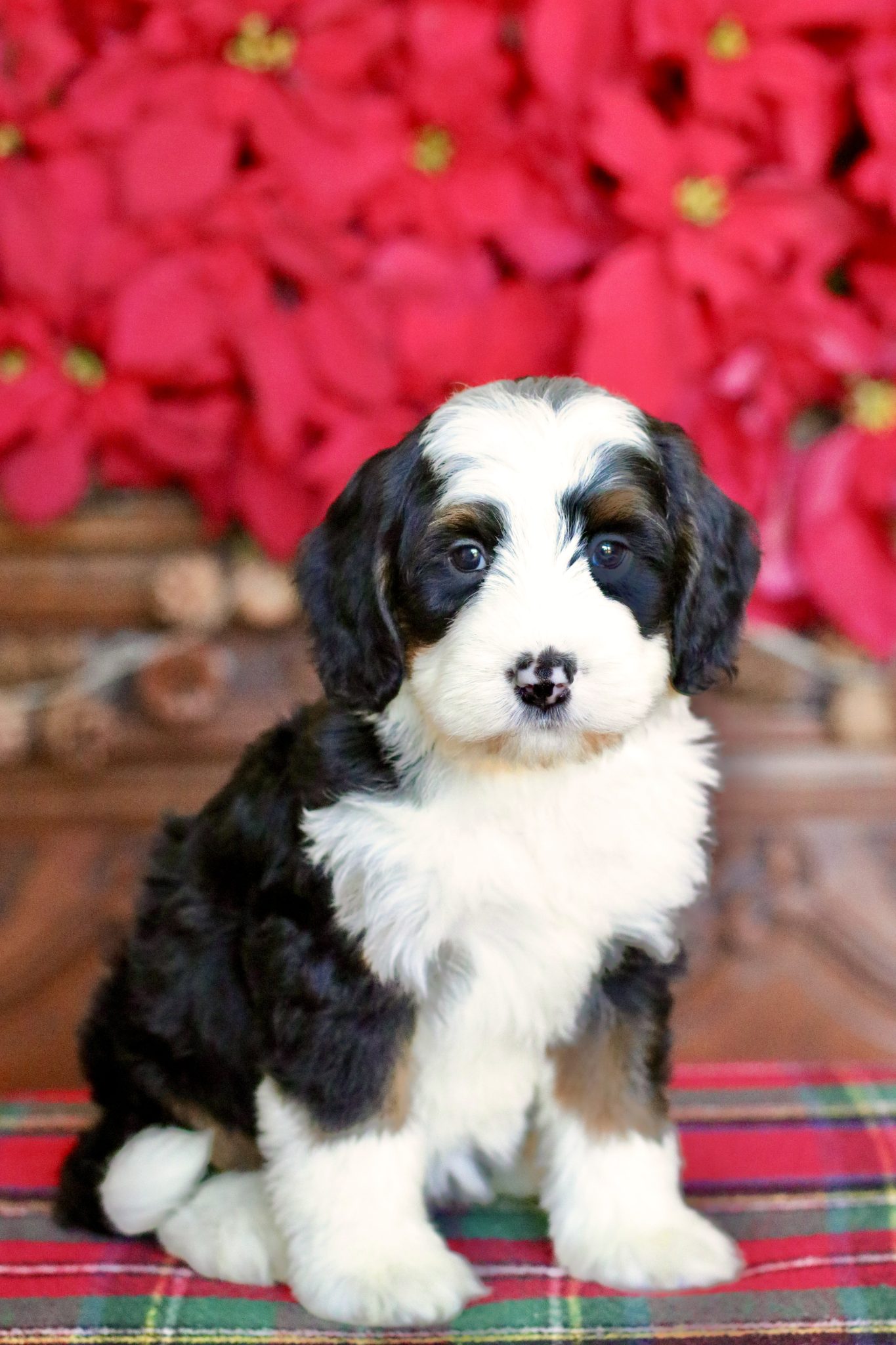 medium bernedoodle puppies tx