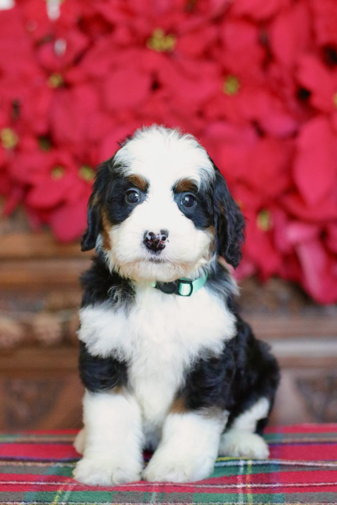 tx bernedoodle puppies