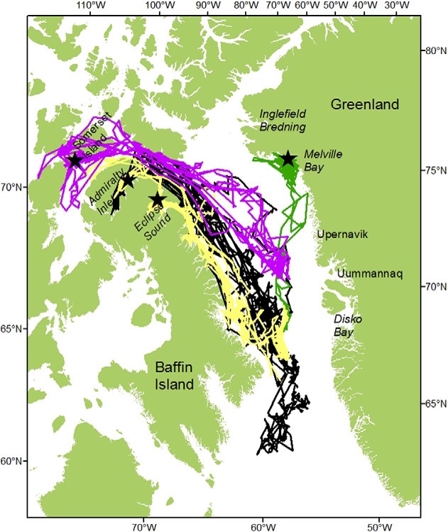 Tracklines of narwhals tagged at various summering locations (stars) to their wintering area in Baffin Bay and Davis Strait. Information on movements such as these helped inform the Catch Allocation Model. From Heide-Jørgensen et al. (2012).