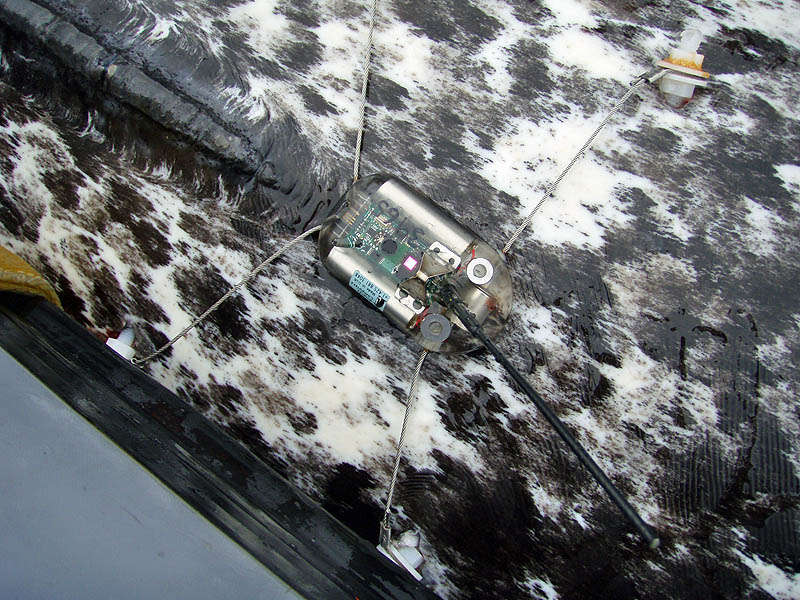 Narwhal satellite tag. Photo: Mads Peter Heide-Jørgensen