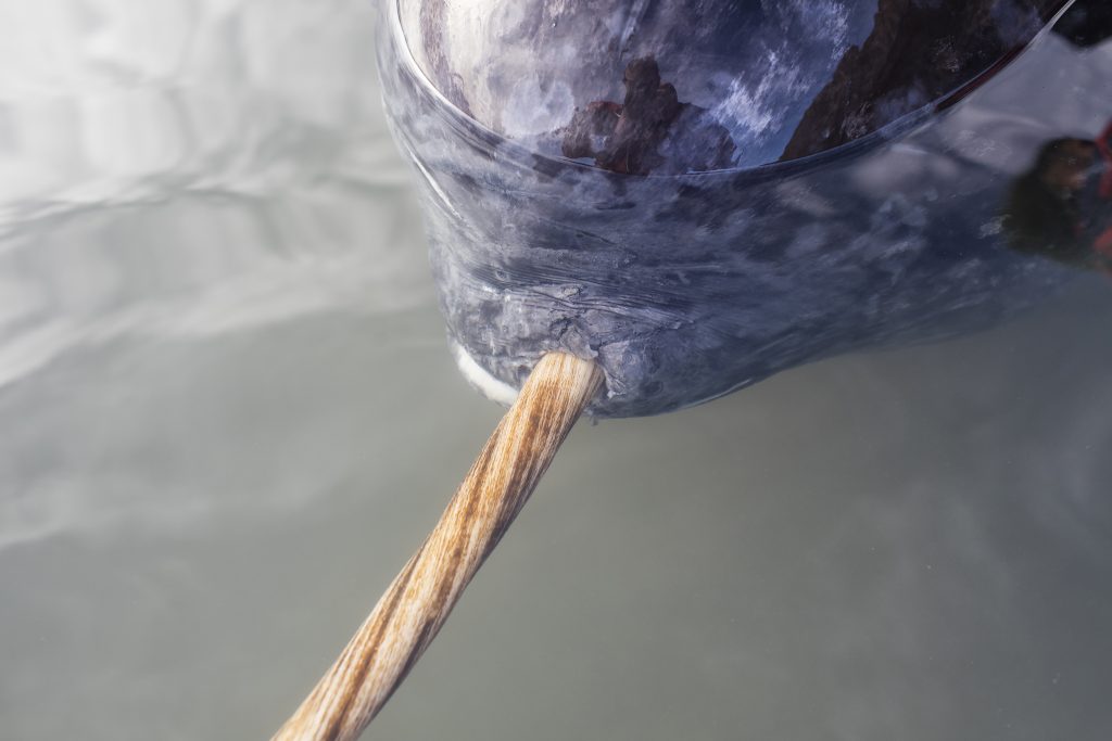 Close up of male narwhal in water showing ivory tooth