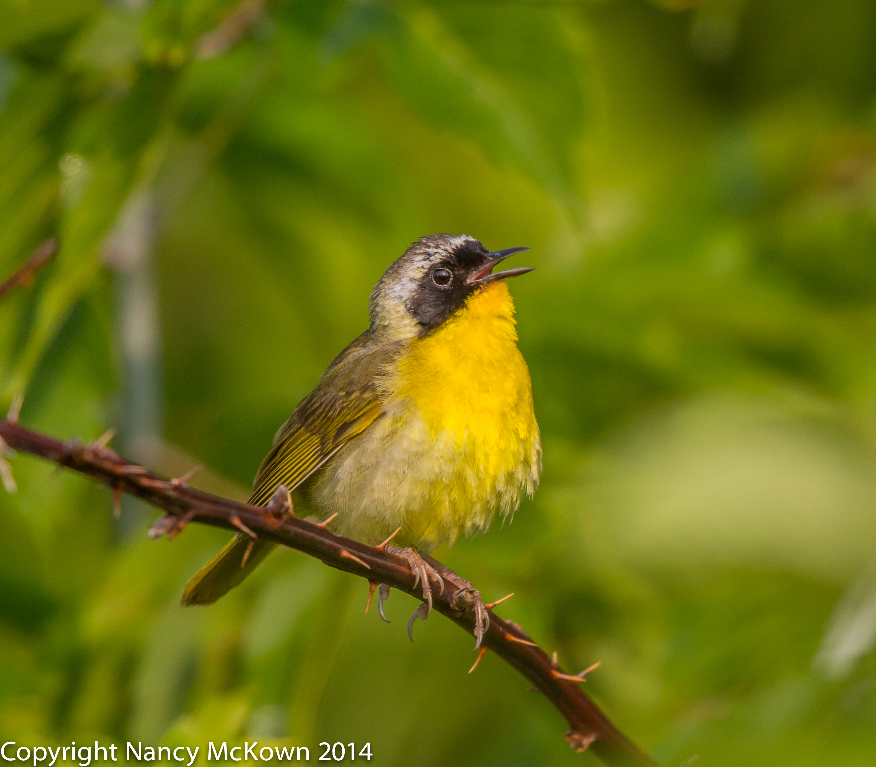 Photo of Common Yellowthroat Warbler