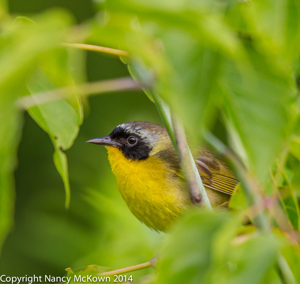 Photo of Common Yellowthroat Warbler