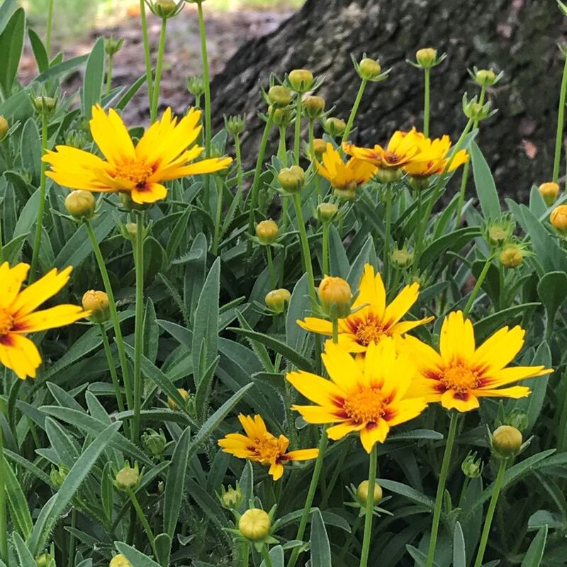 South Florida Butterfly Gardens Golden Stardust Coreopsis