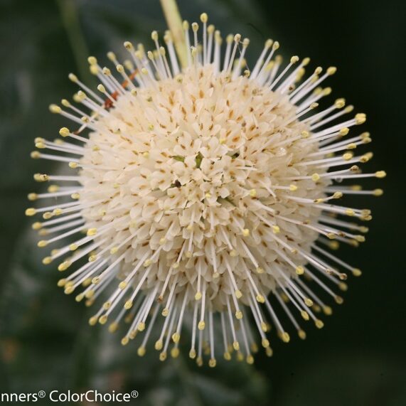 South Florida Butterfly Gardens Sugar Shack® Butttonbush