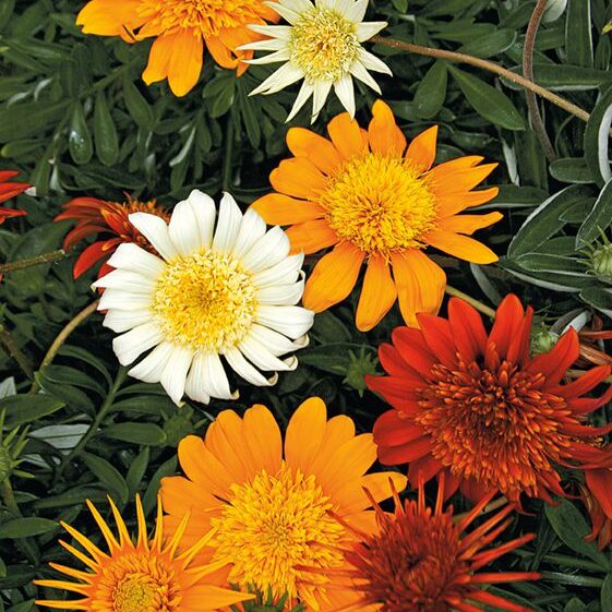 South Florida Butterfly Gardens Sunbather® Gazania