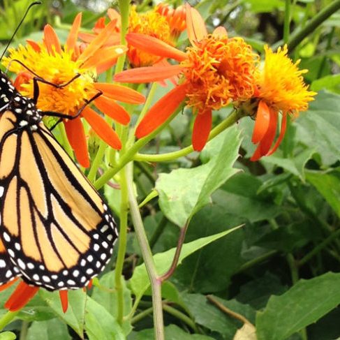 butterfly garden lantana