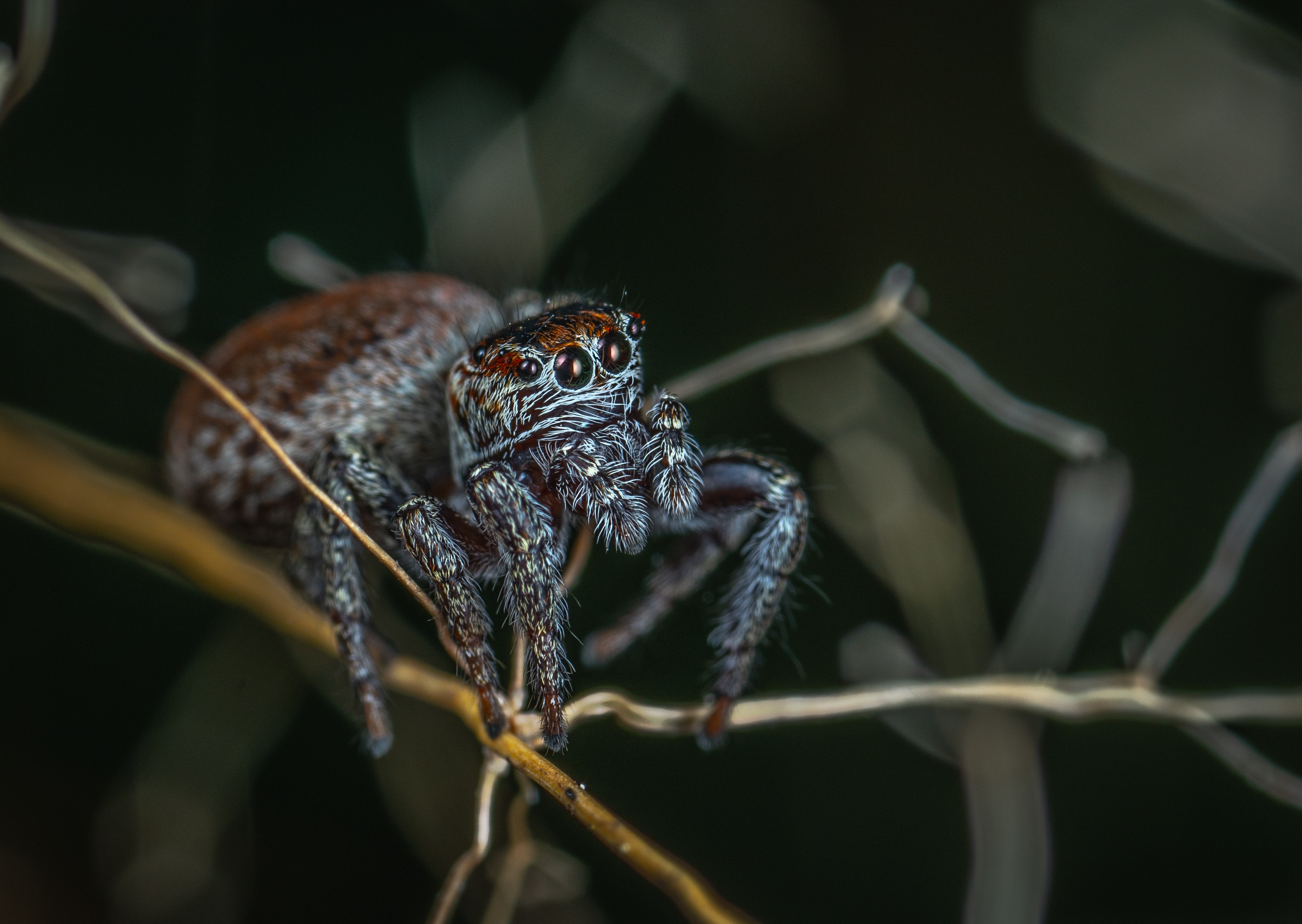 How long do jumping spiders live?