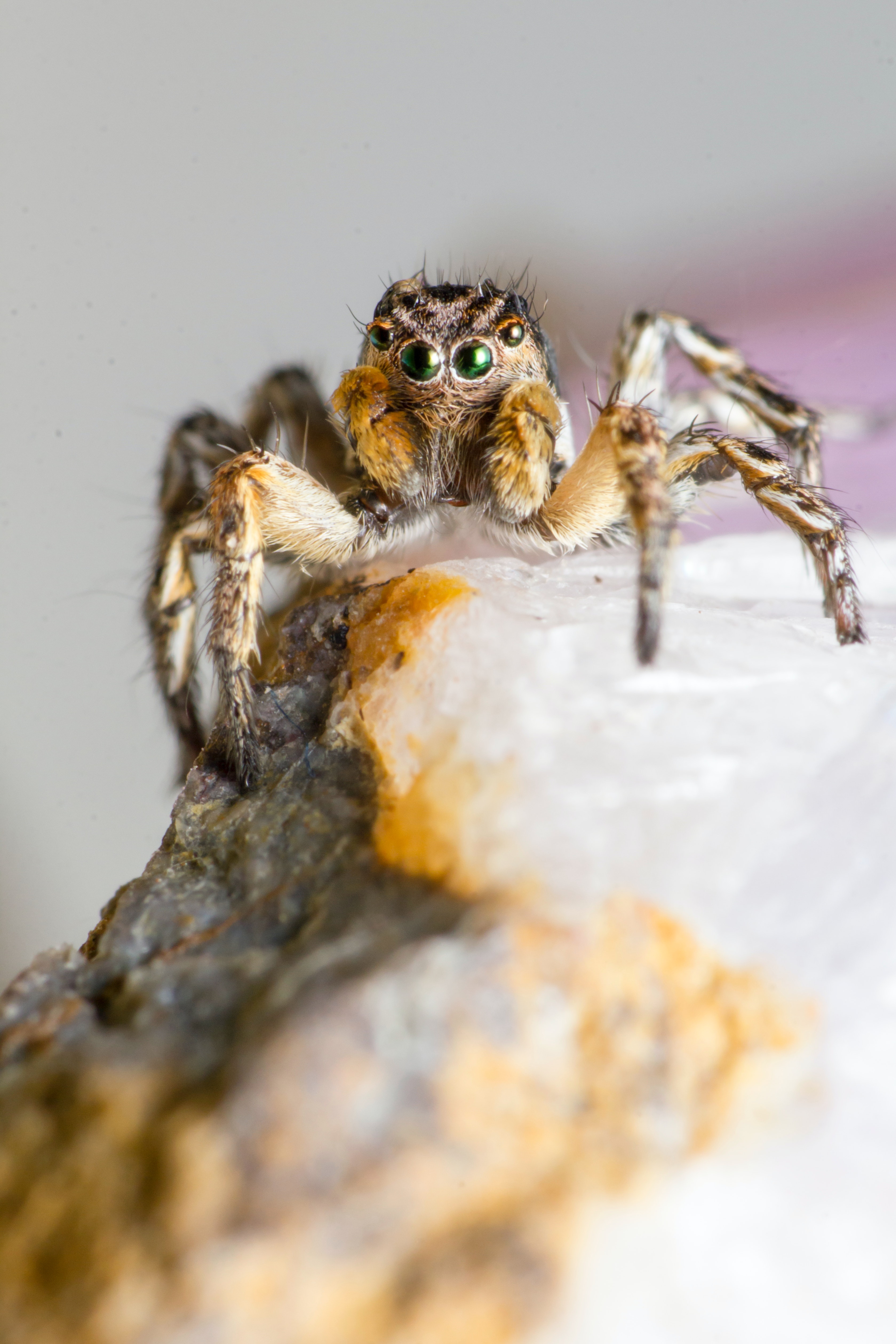 How long do jumping spiders live?