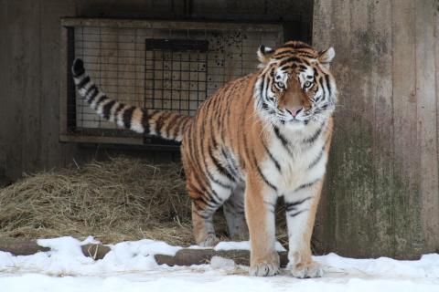 Tiger poses with his tail out in the Great Cats exhibit.