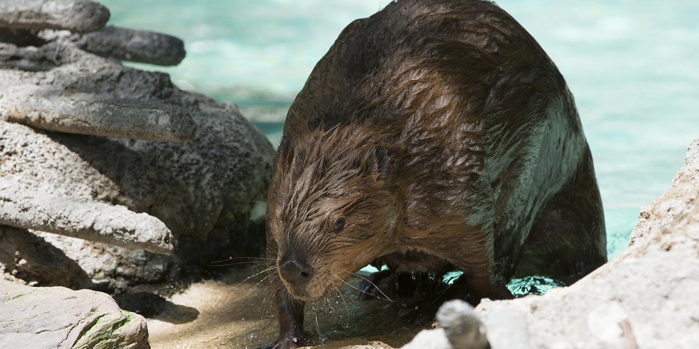 beaver coming out of pond. Its fur is brown