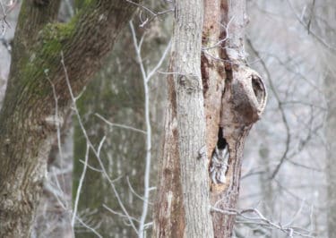 A screech owl huddles in the hollowed out trunk of a dead tree.