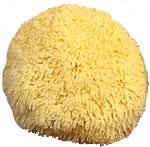 Caribbean Grass Sea Sponge