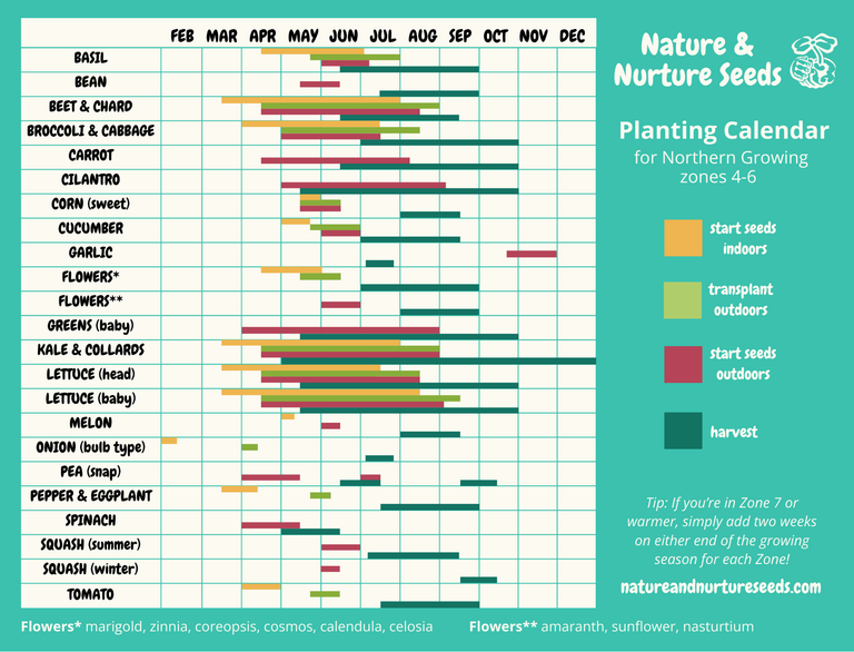 Growing Tips | Nature & Nurture Seeds