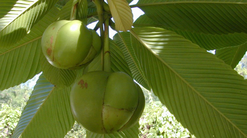 elephant apple