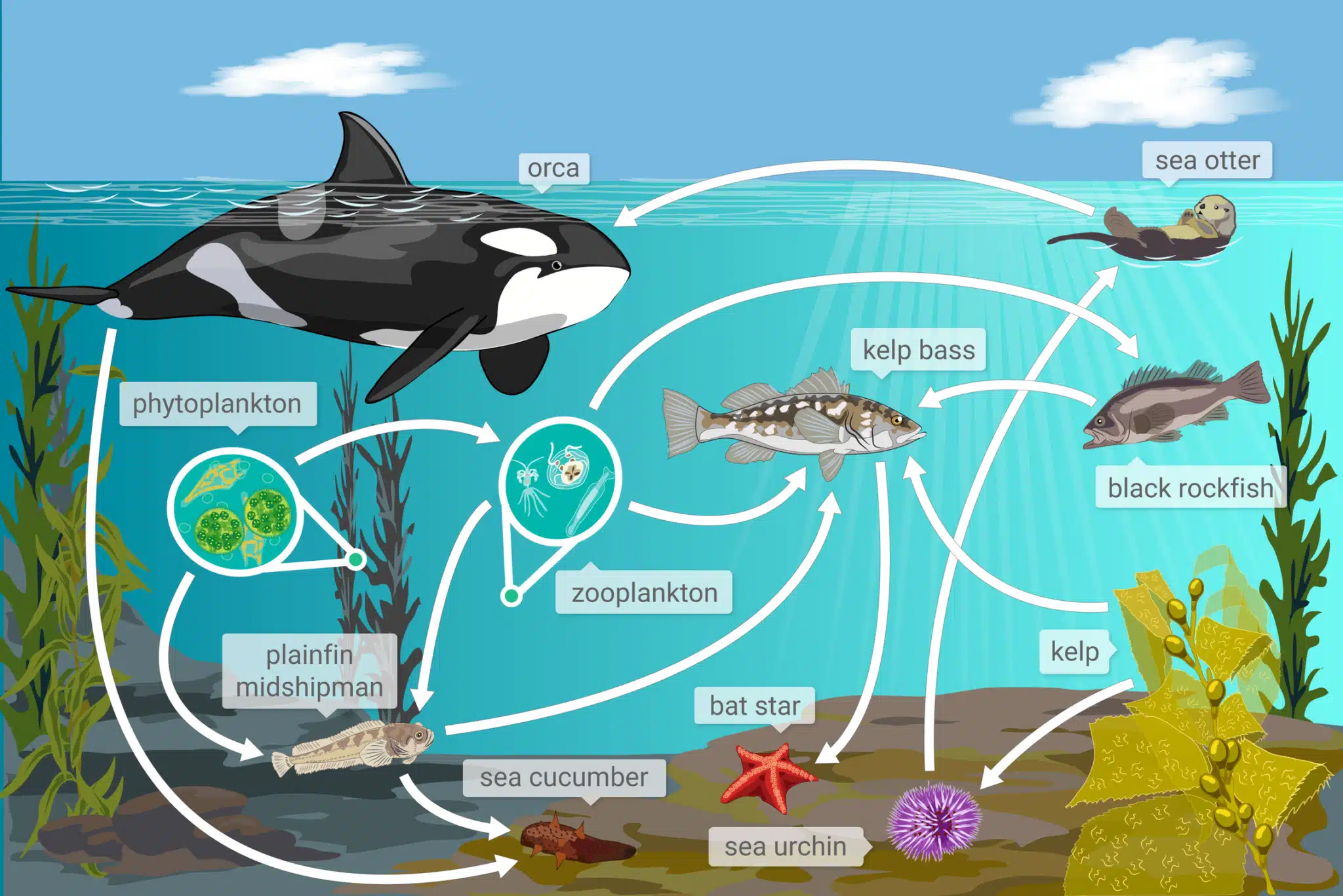 What Role Does Phytoplankton Serve In Marine Ecosystems