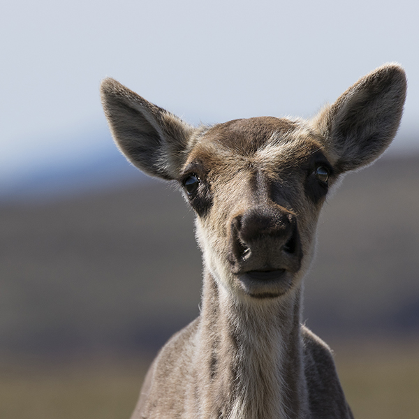 faon de caribou