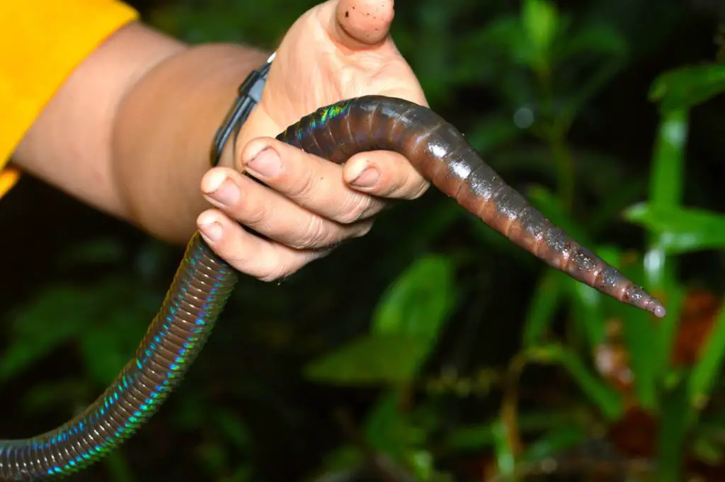 Types Of Earthworms Species