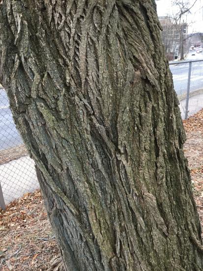 Black Locust | Yale Nature Walk