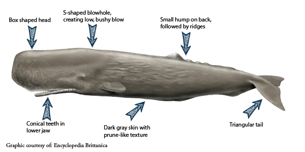 Super super super exciting to see sperm whales!! - Nautilus Liveaboards