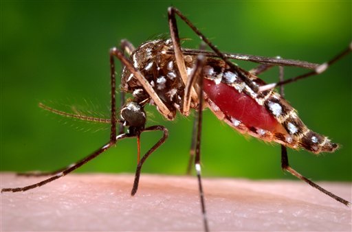 A female mosquito sucking blood.