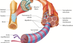 Parenchyma