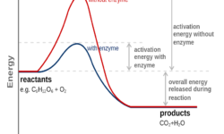 Enzyme