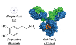 Ligand