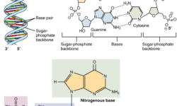 Nucleotide