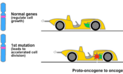 Oncogene