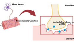 Neuromuscular Junction