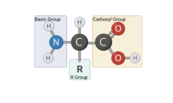 Amino Acid