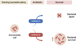 Antibiotic