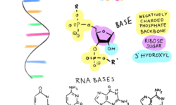 Ribonucleic Acid (RNA)