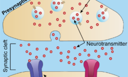 Neurotransmitter