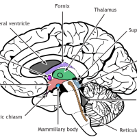 Schematic showing regions of the brain.