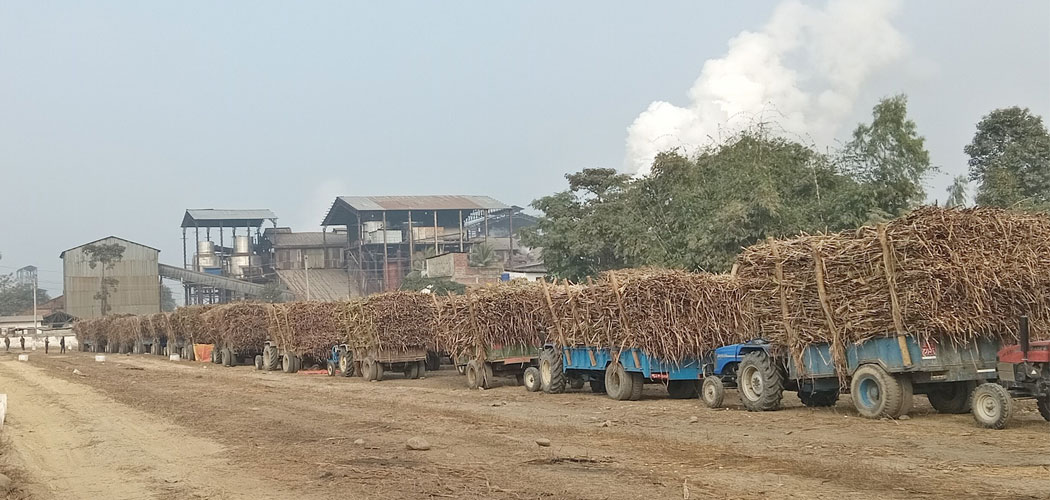 Sugarcane farmers happy as Indushankar pays within week