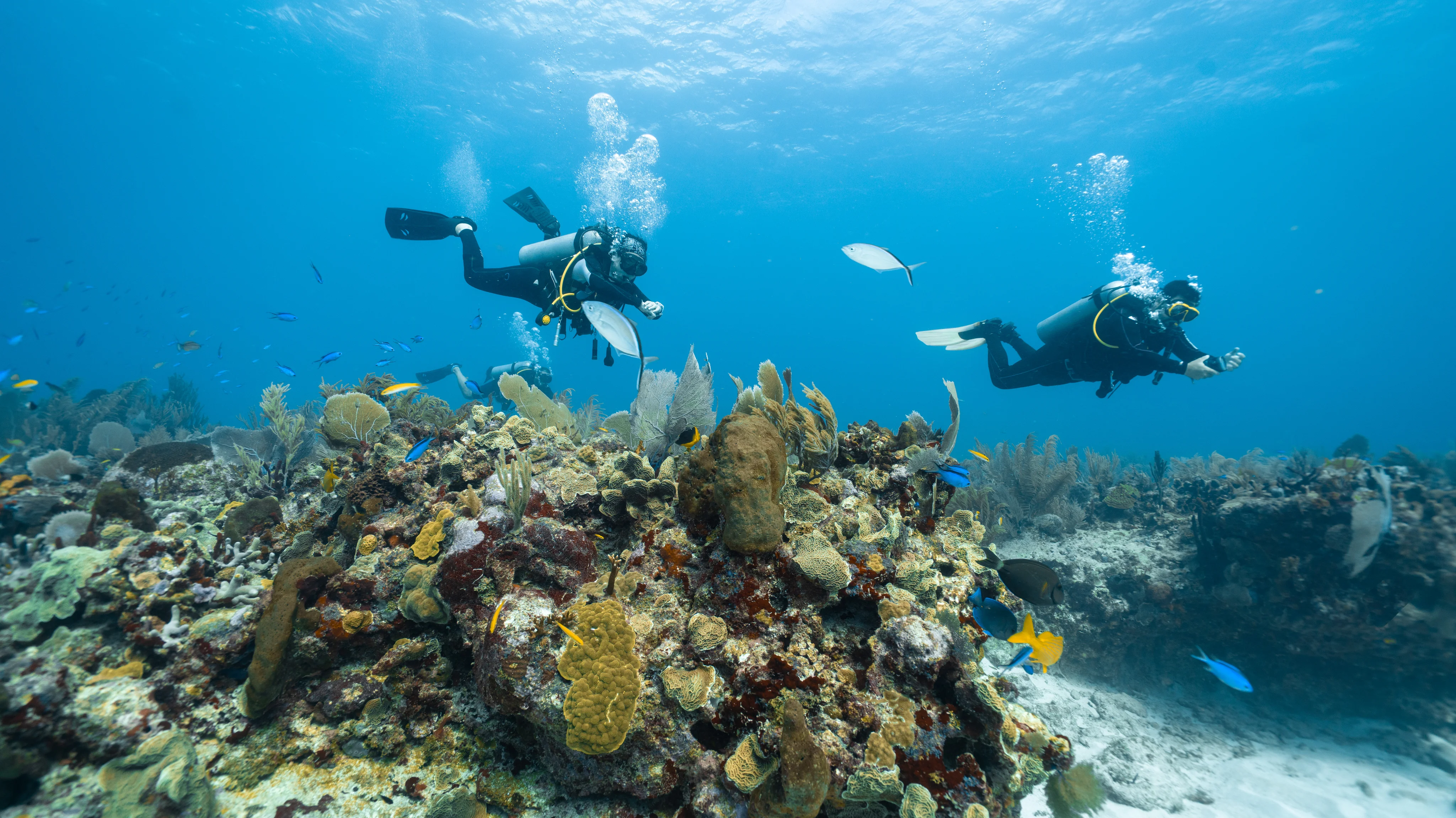 Komodo Diving